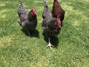 Chickens and Factory Farming Reformation