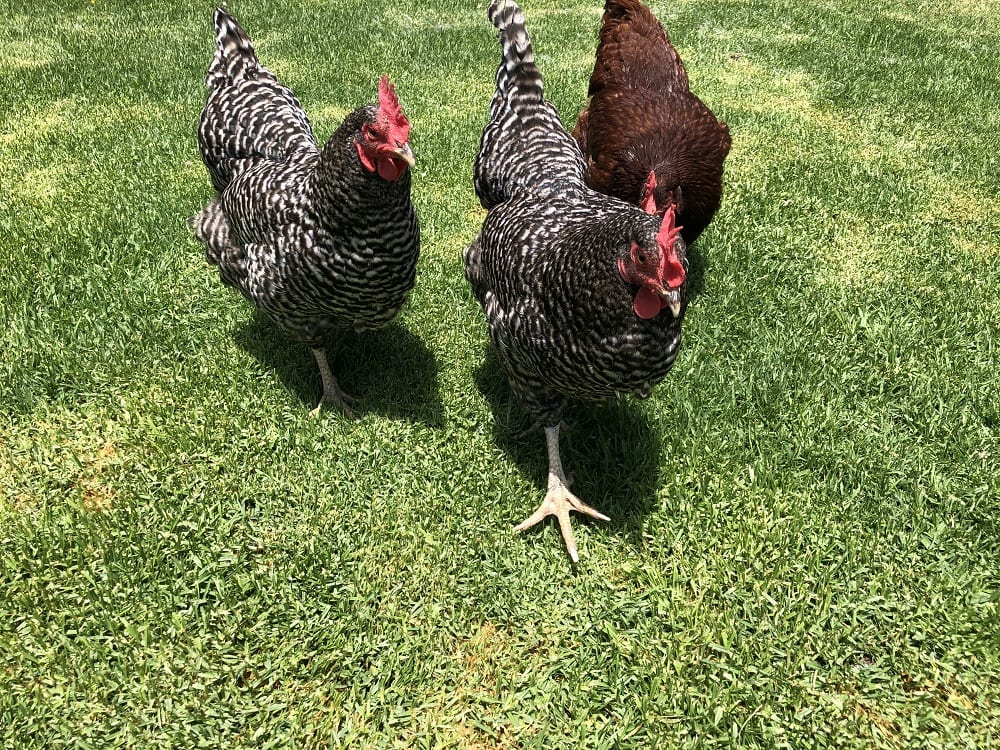 Free-Range Egg-Laying Hens, photo by Author