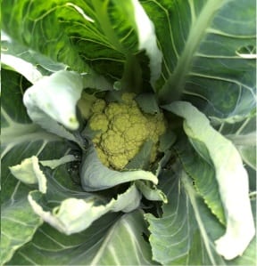 Farming Organic Cauliflower - Photo by Michael J. Sabo