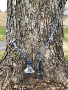 Maple Tree Tapping - Michael Sabo of Geo Forward