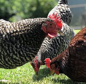 More Free-Range Egg-Laying Hens, photo by Author