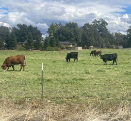 Reformation of Factory Farming 2 - Cows in a Field