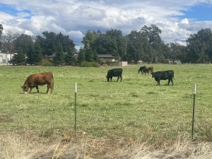 Reformation of Factory Farming 2 - Cows in a Field