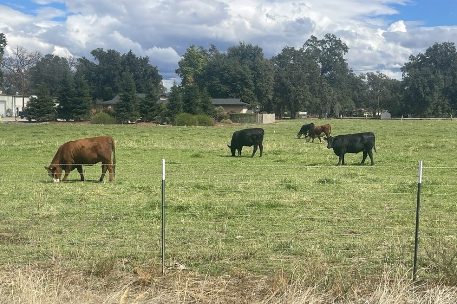 Reformation of Factory Farming 2 - Cows in a Field