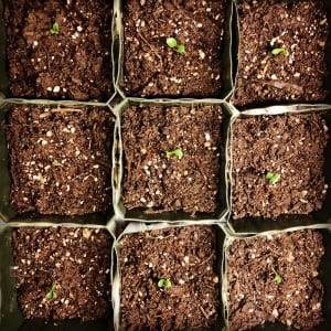 Seedlings in Healthy Soil, Photo by Michael J. Sabo