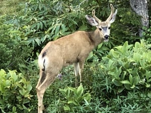 Wildlife Habitat and Biodiversity - Photo by Michael J. Sabo